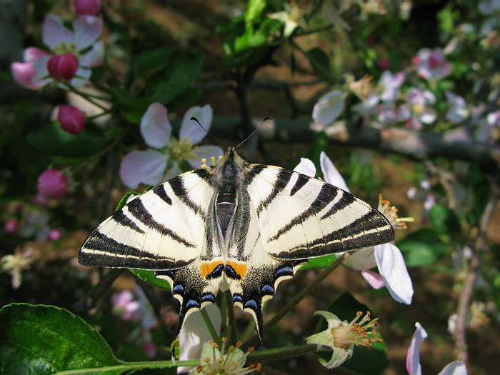 Farfalla.. - Iphiclides podalirius